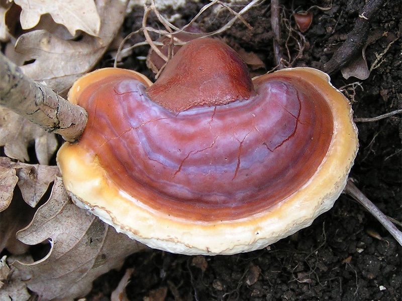 Reishi-mushroom-Ganoderma_lucidum
